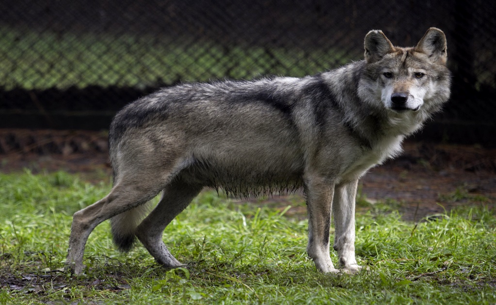 The Mexican wolf is no longer extinct