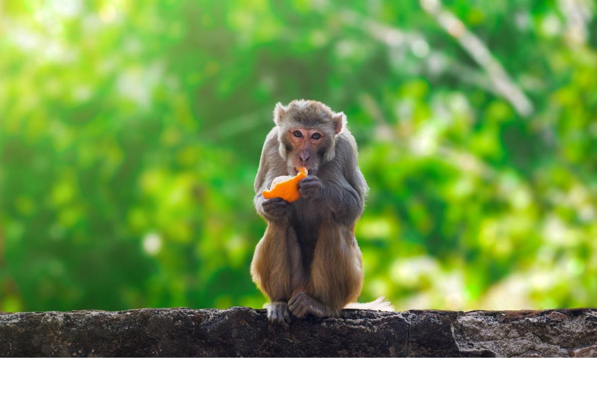 Polémica por interés de China en comprar 100 mil macacos a Sri Lanka: ¿para qué?