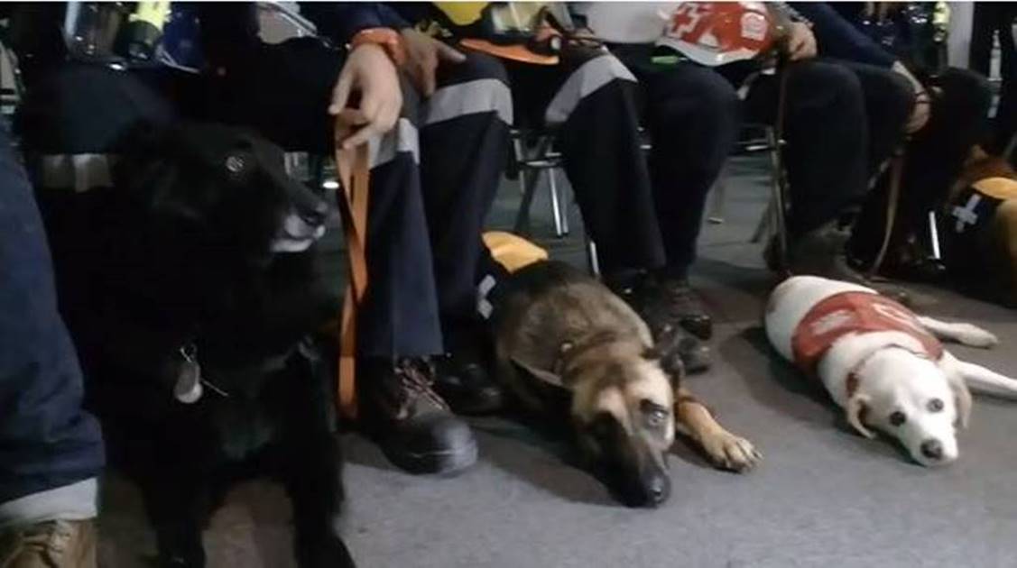 Asamblea Legislativa reconoce a perros rescatistas por 19-S
