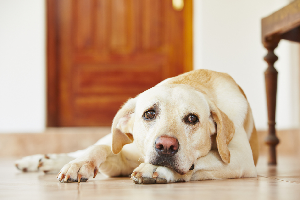 ¿Los perros sufren ante la muerte de su dueño? Esto dice la Universidad de Harvard