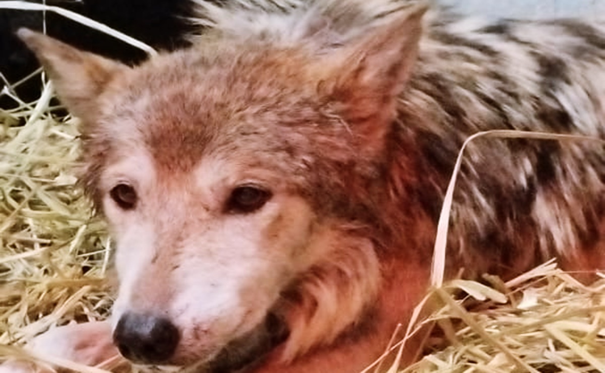 Profepa descarta maltrato a loba gris "Seje" en Zoológico de Chapultepec tras inspección