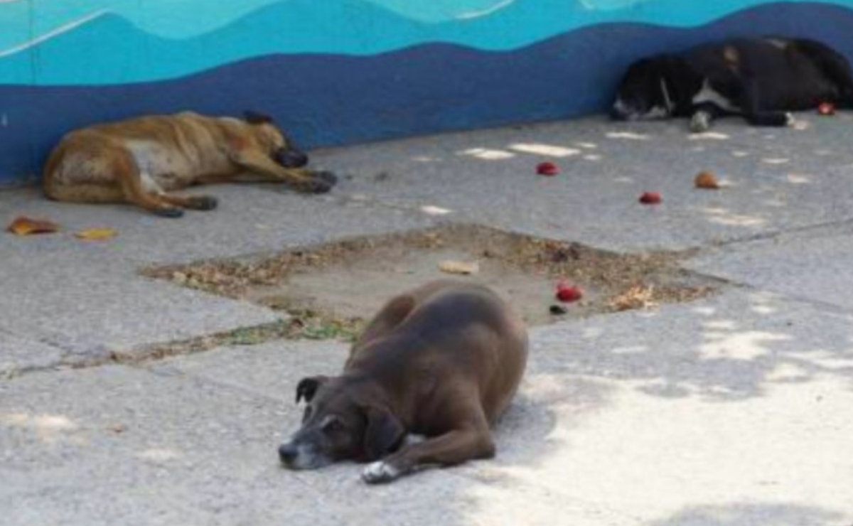 Fiscalía de Oaxaca investiga el envenenamiento y muerte de ocho perros en Zimatlán