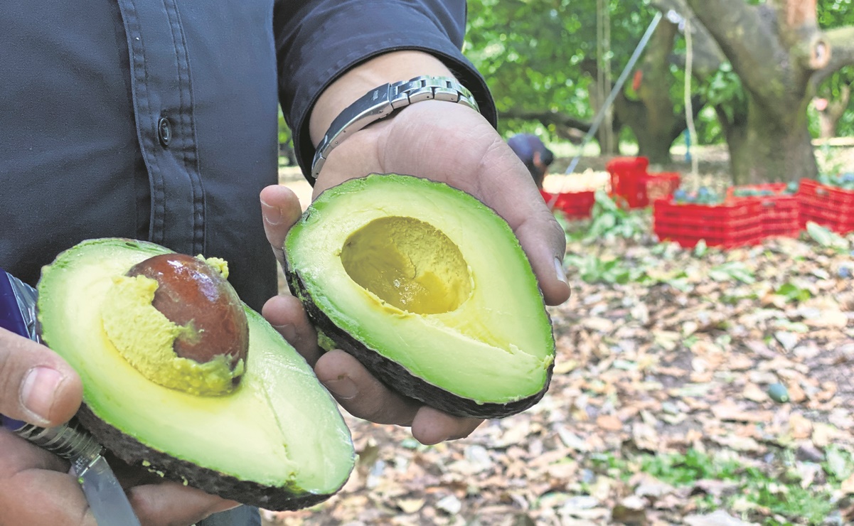 Alertan en Senado sobre extorsiones a aguacateros