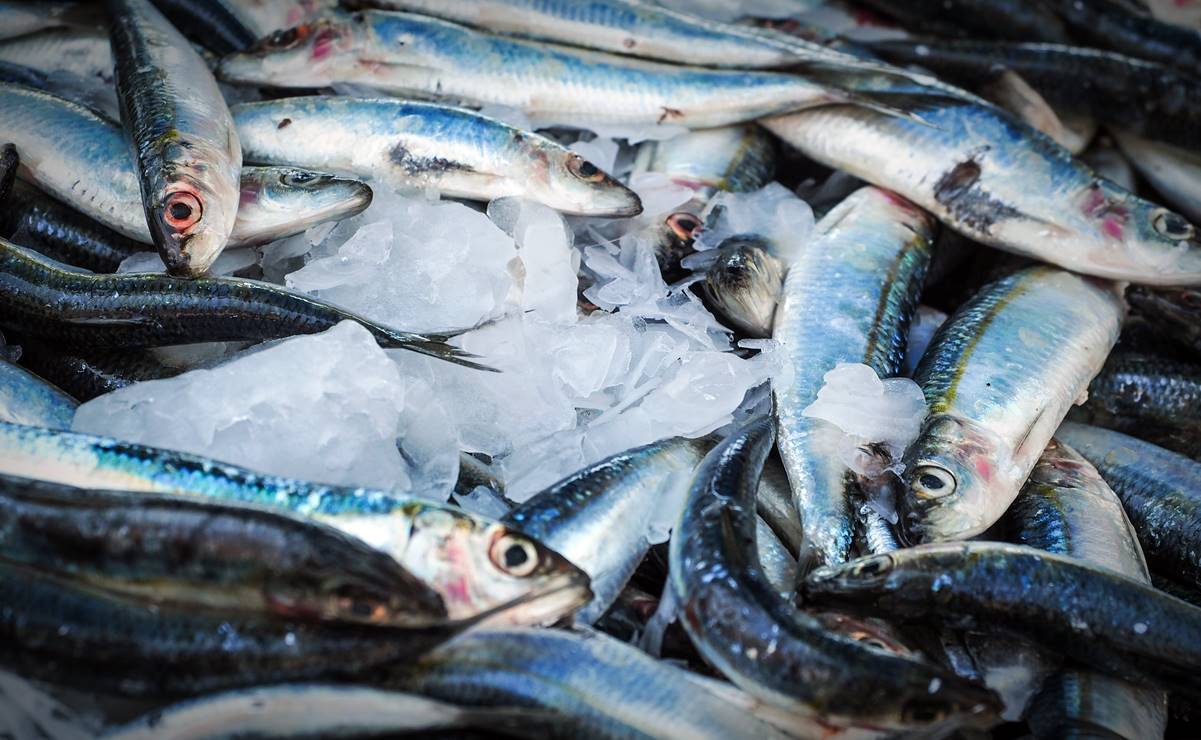 Estas son las 8 marcas de sardinas que incumplen contenido y normas, según Profeco