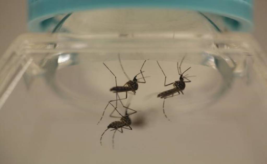 U.S.-made dengue vaccine 100 percent effective in small study