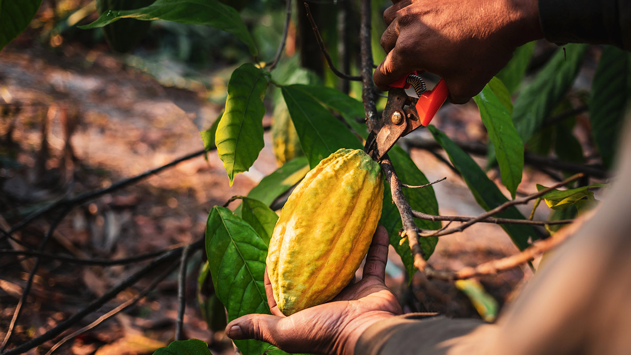 Cacao, un cultivo en peligro