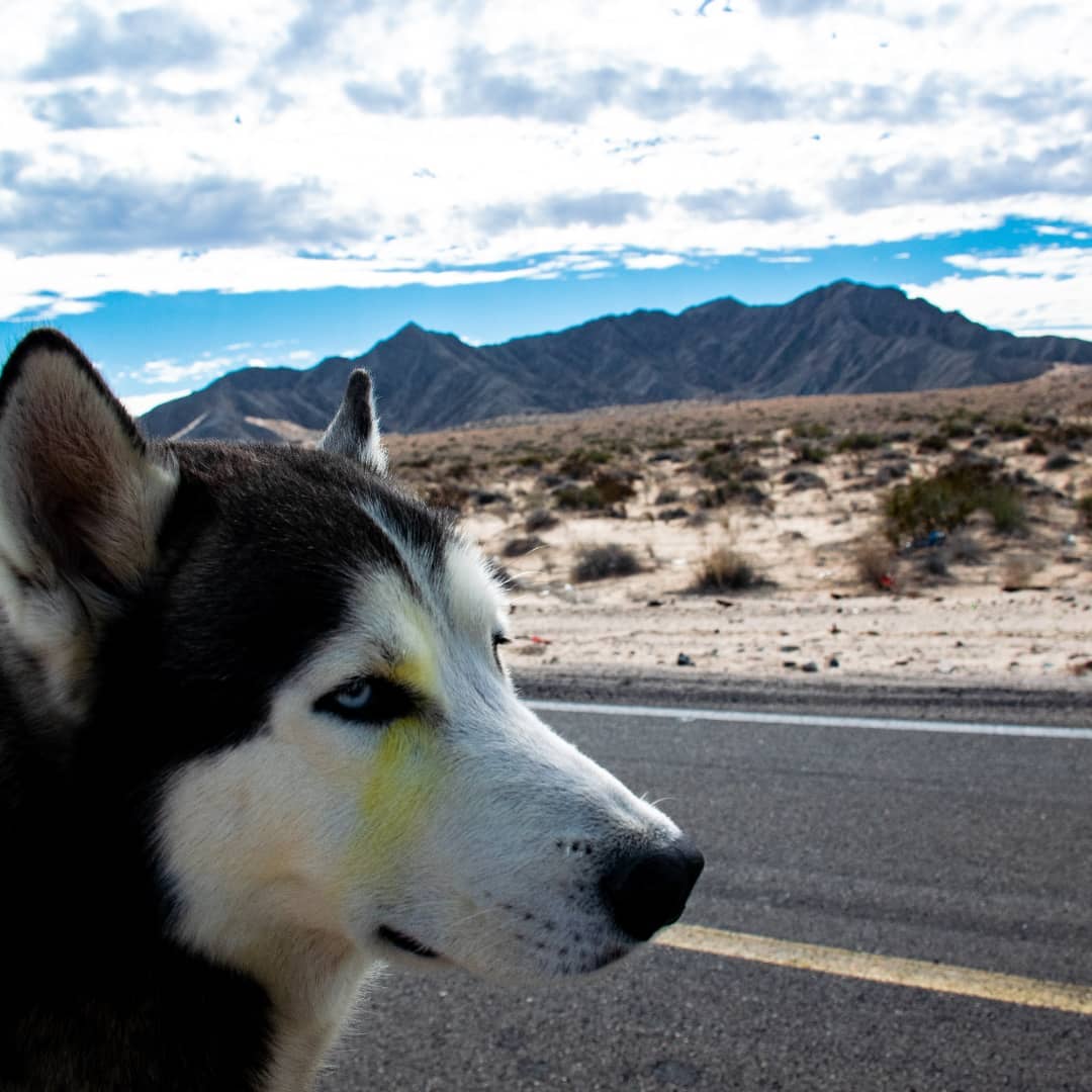 Video. A bordo de bicicleta, Loki, el perrito viajero, llegó a la Sierra Gorda