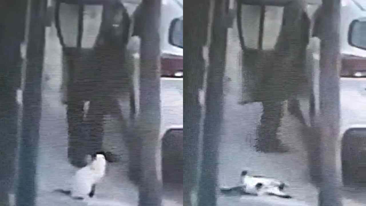 Tras caso Scooby, aparece video donde matan a un gato en Tlalnepantla