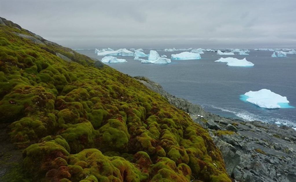 La Antártida se está volviendo verde por el cambio climático