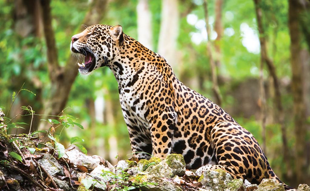 El Jaguar, en mayor riesgo de extinción a lo calculado