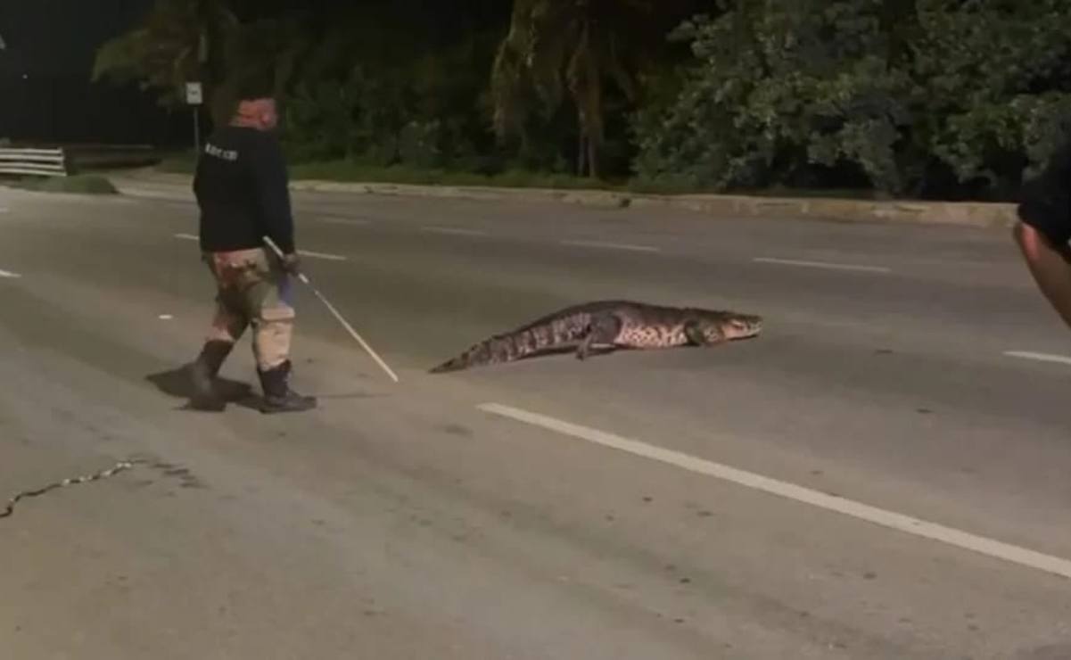 Rescatan a cocodrilo cuando intentaba cruzar la carretera Mérida-Progreso