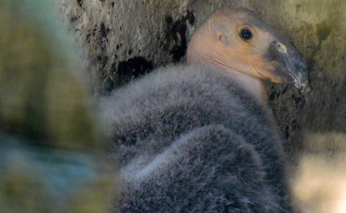 Zoológico de Chapultepec tiene nuevo inquilino: nace cría de cóndor de California