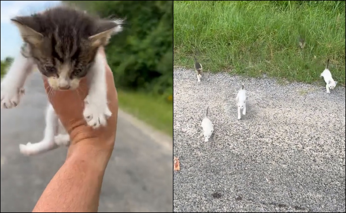 Hombre es emboscado por gatitos al rescatar a uno de ellos