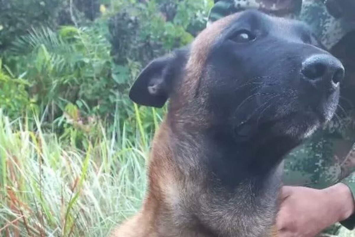 El conmovedor rescate de Oliver, el perro rescatista mordido por una serpiente en selva de Colombia