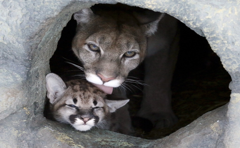 Mountain lion cubs born in Hidalgo