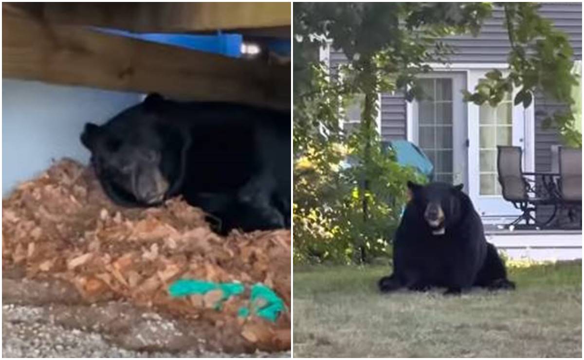 Video. Familia descubre a oso hibernando afuera de su casa en Connecticut