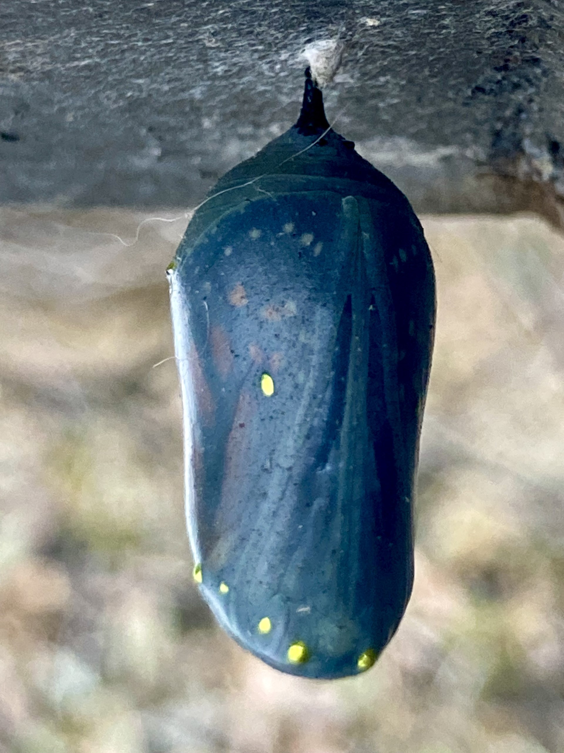 Mariposa monarca: la maravilla de la metamorfosis