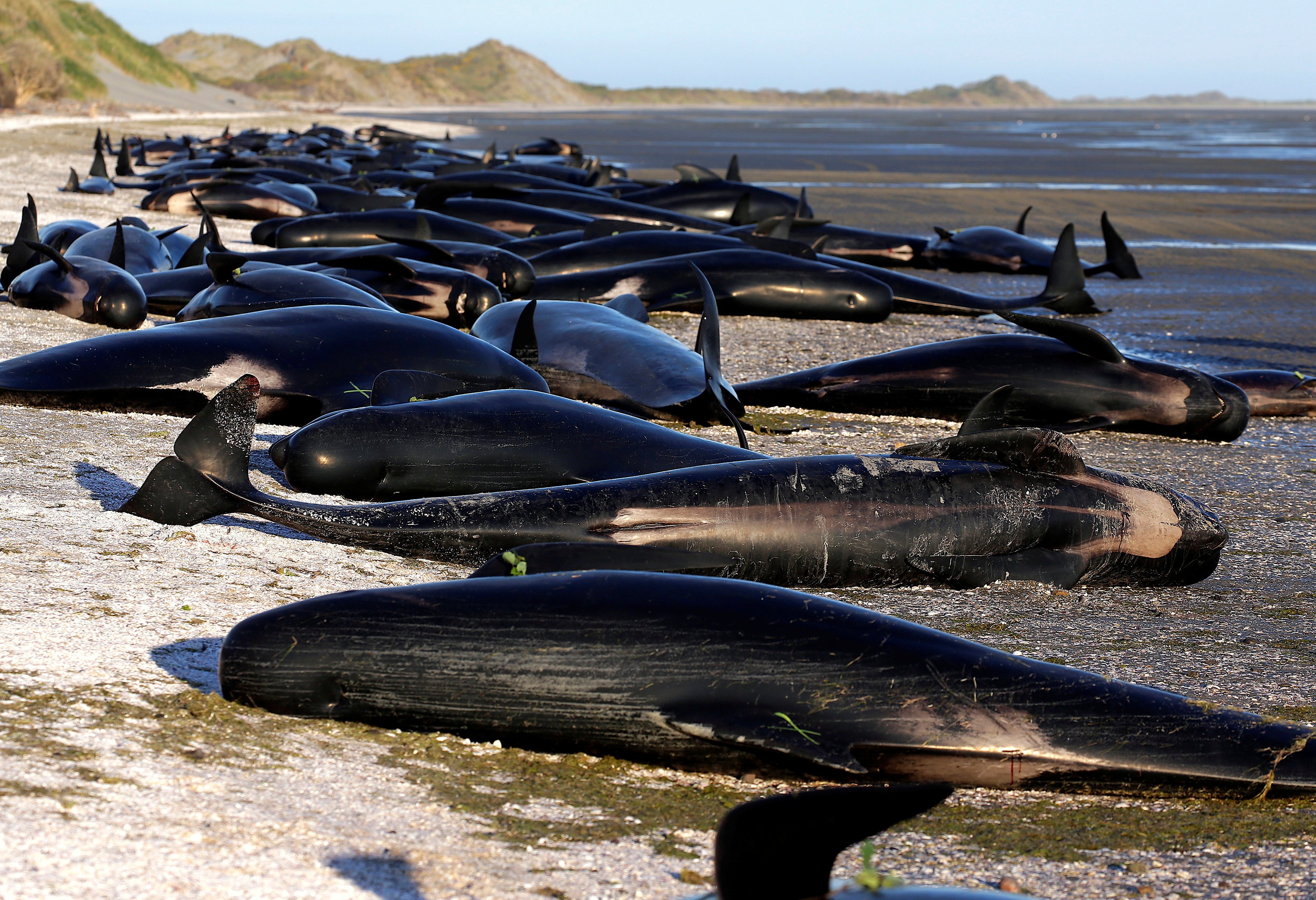 Hallan 400 ballenas en costa de Nueva Zelanda