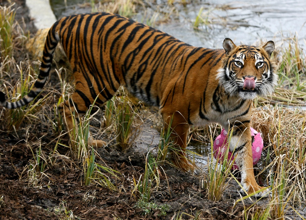 Tigre mata a trabajadora en zoológico de Nueva Zelanda