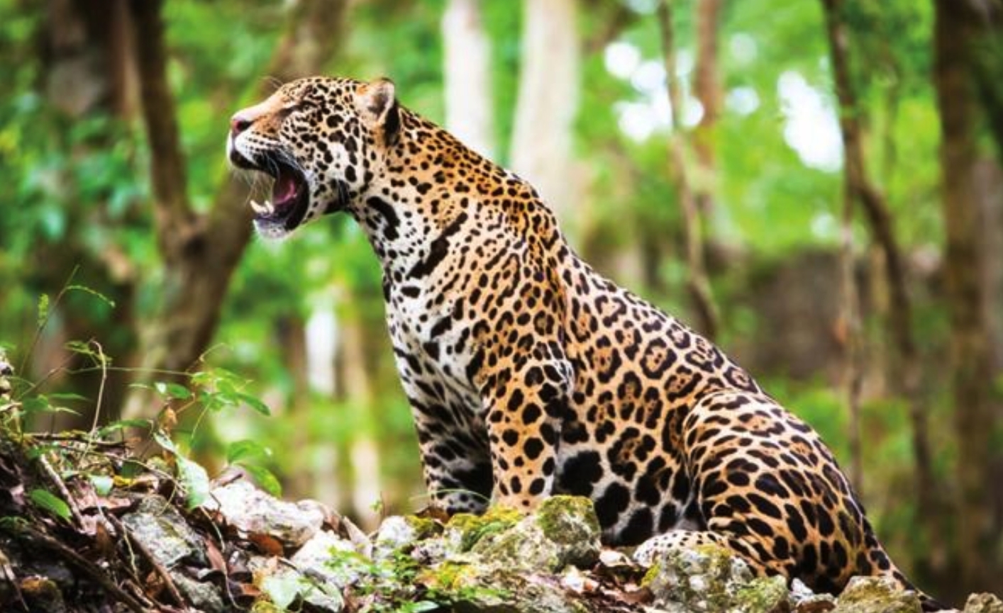 Cinco jaguares y cinco ocelotes, felinos en peligro de extinción, son fotografiados en México