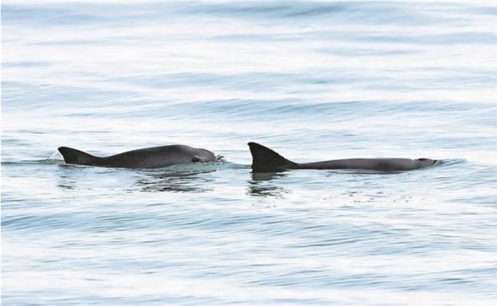 SeaWorld raises funds to save tiny porpoise