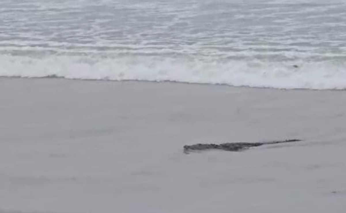 ¡Reptil a la vista! Reportan avistamiento de cocodrilo en playa Miramar en Tamaulipas
