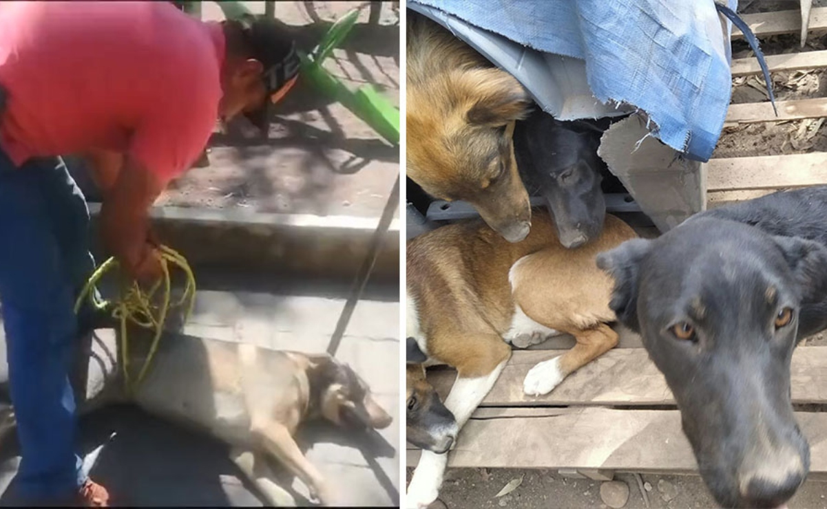 Vecinos denuncian el desalojo violento de 30 mascotas en  Parque Molinos de Viento en Naucalpan