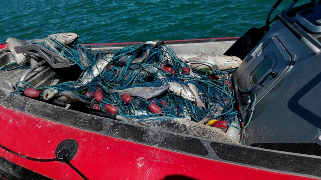 Pese a riesgo de extinción, ofrecen totoaba en menú de restaurantes