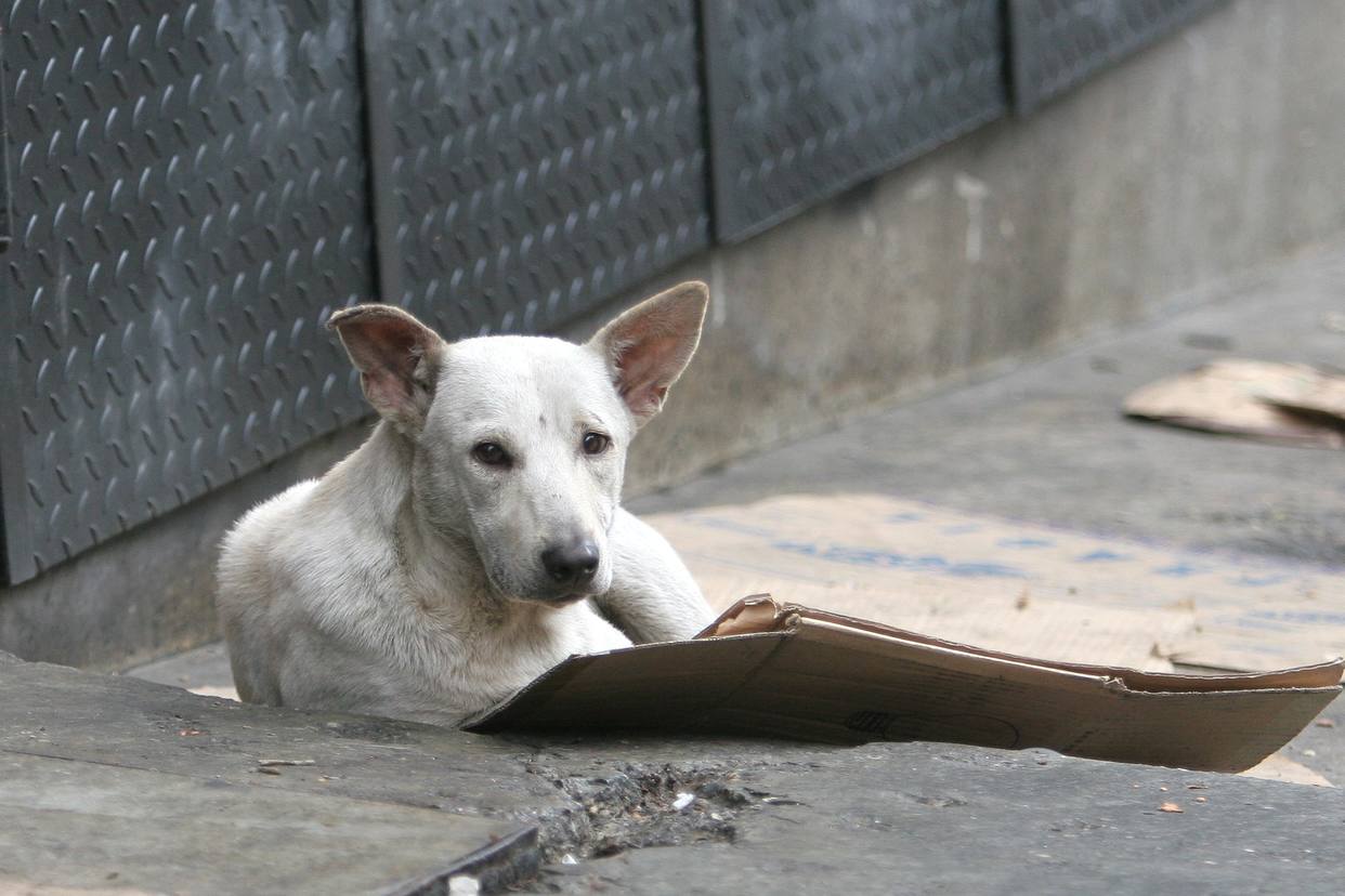 Ante crisis y escasez de alimentos, venezolanos abandonan a sus mascotas