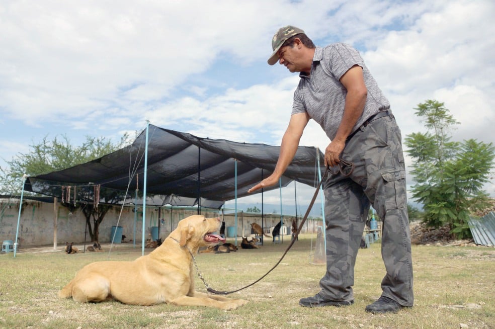 Escuela gradúa perros de “exportación”