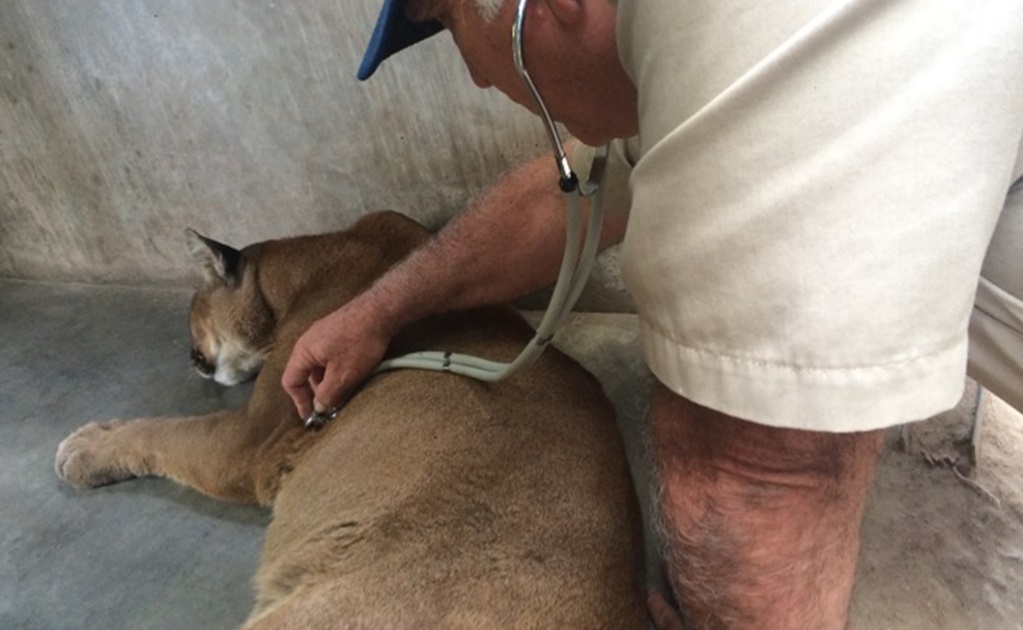 ​Aseguran puma que deambulaba en capital de Chihuahua