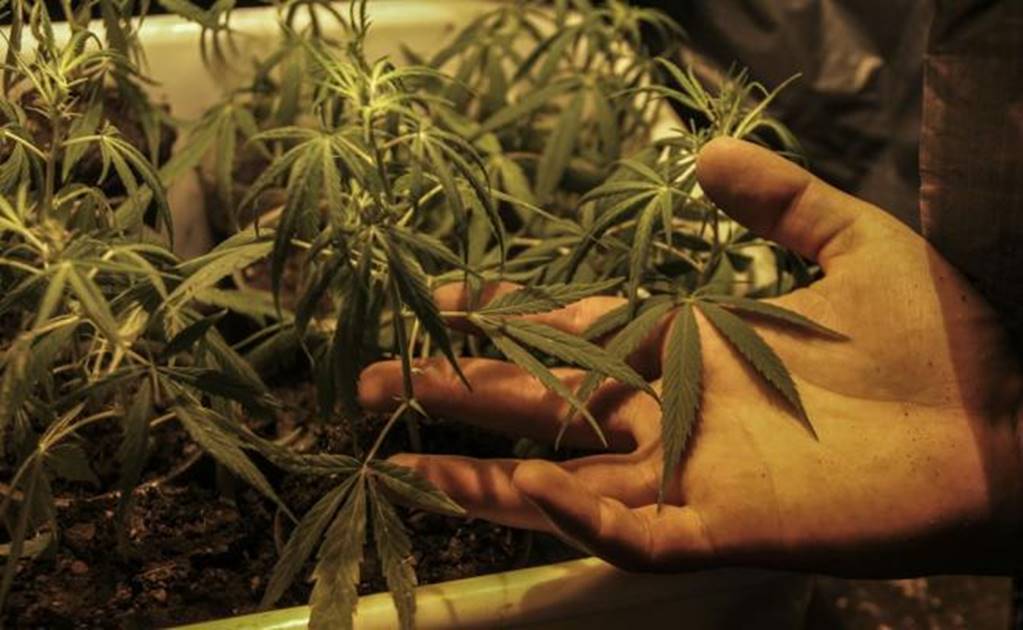Mexico to open debate on use of marijuana