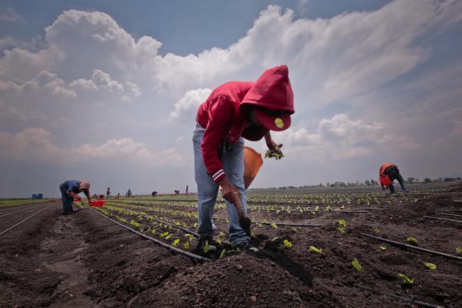 Políticas públicas de AMLO afectan sector campesino: UGRQ