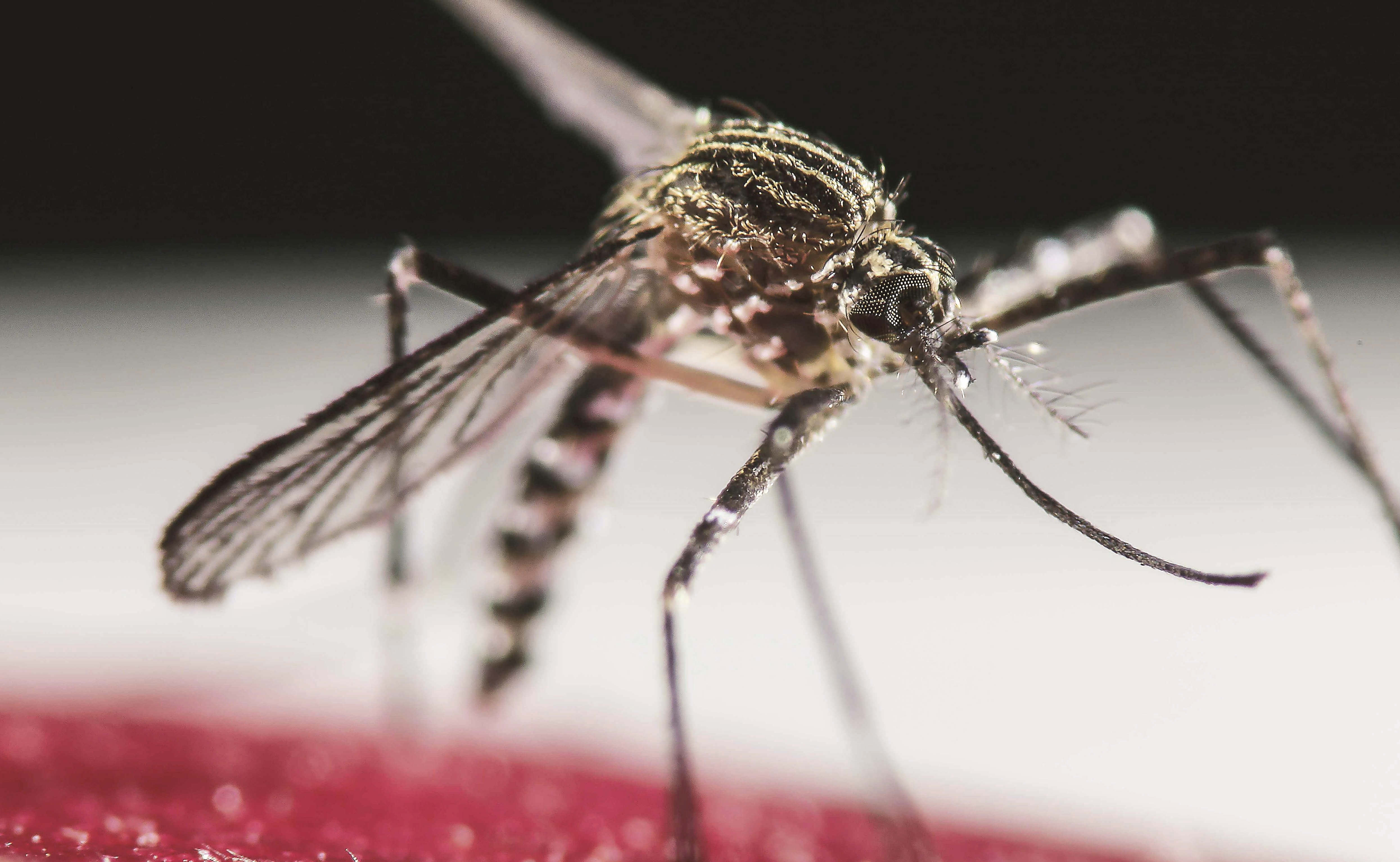 Refuerzan medidas para evitar zika en Guerrero