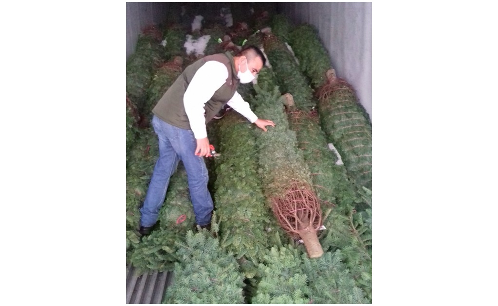 Profepa retiene cargamento de pinos de navidad en Tamaulipas