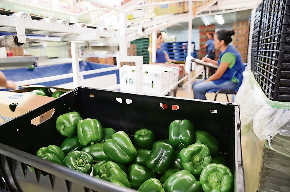 Destacan aumento de 23% en exportación agroalimentaria de Sinaloa