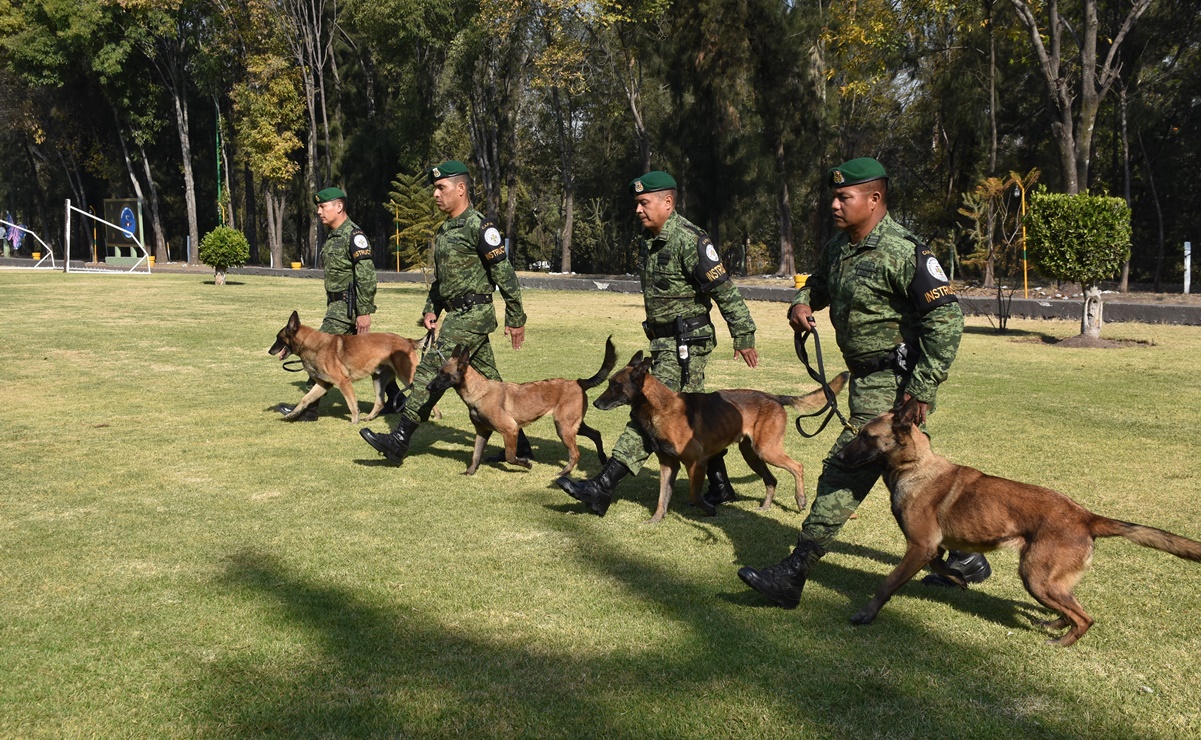 ¿Cómo y a cuántos perros adiestra la Sedena para detectar droga?