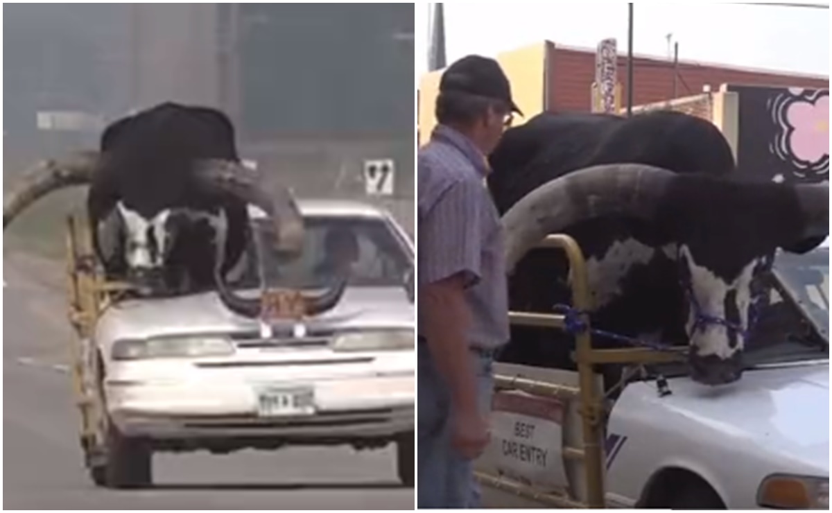 De película. Detienen a conductor por llevar a su enorme toro en el asiento del copiloto