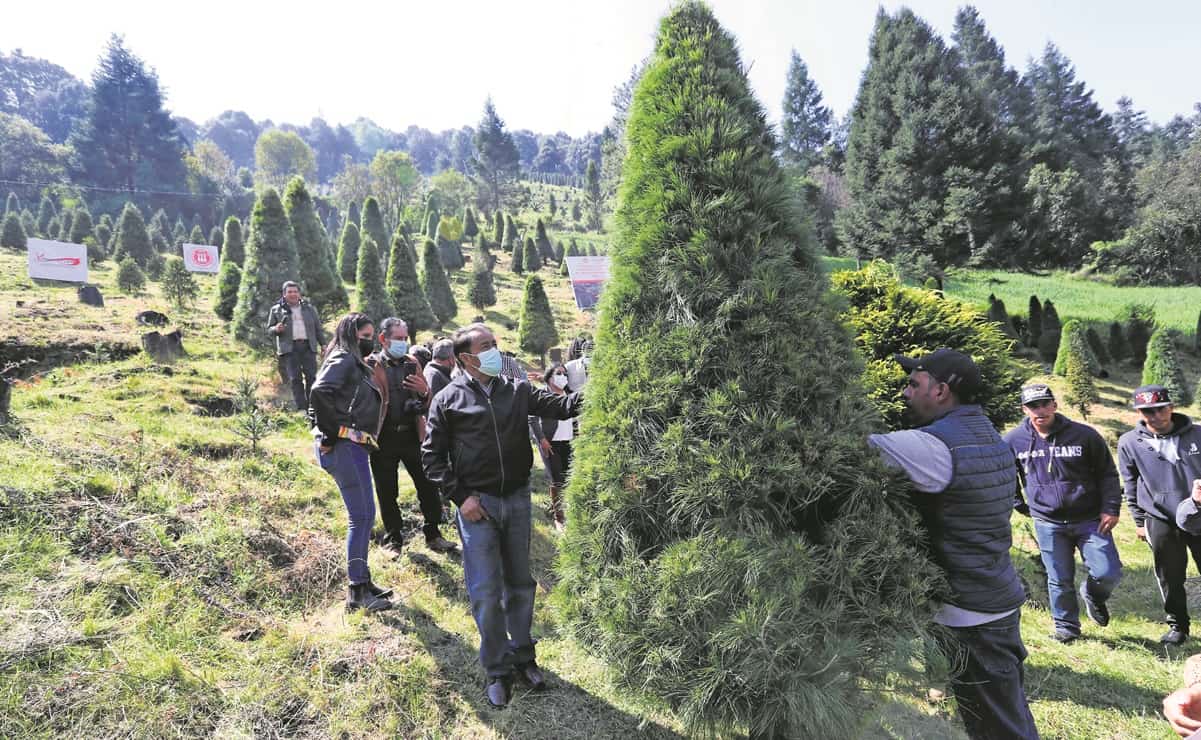 Productores de árboles de Navidad esperan superar las ventas del año pasado en Xonacatlán