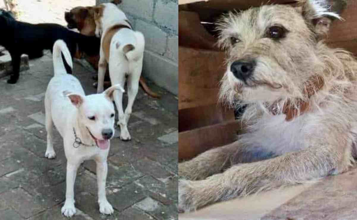 ¿Dónde puedo adoptar una mascota en la CDMX?