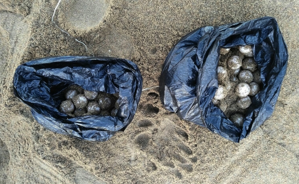 Rescatan 79 huevos de tortuga en Manzanillo