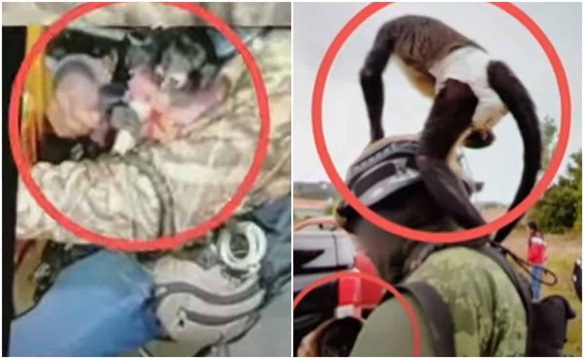 Difunden videos del mono araña, mascota de criminal abatido en Texcaltitlán