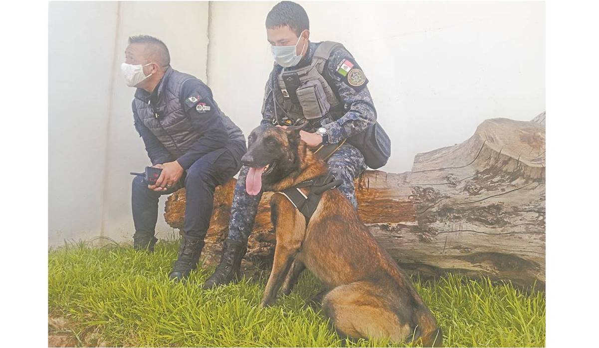 Héroes caninos vigilan Zacatecas