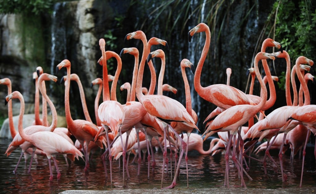 Mexican scientist uses drones to protect flamingos 