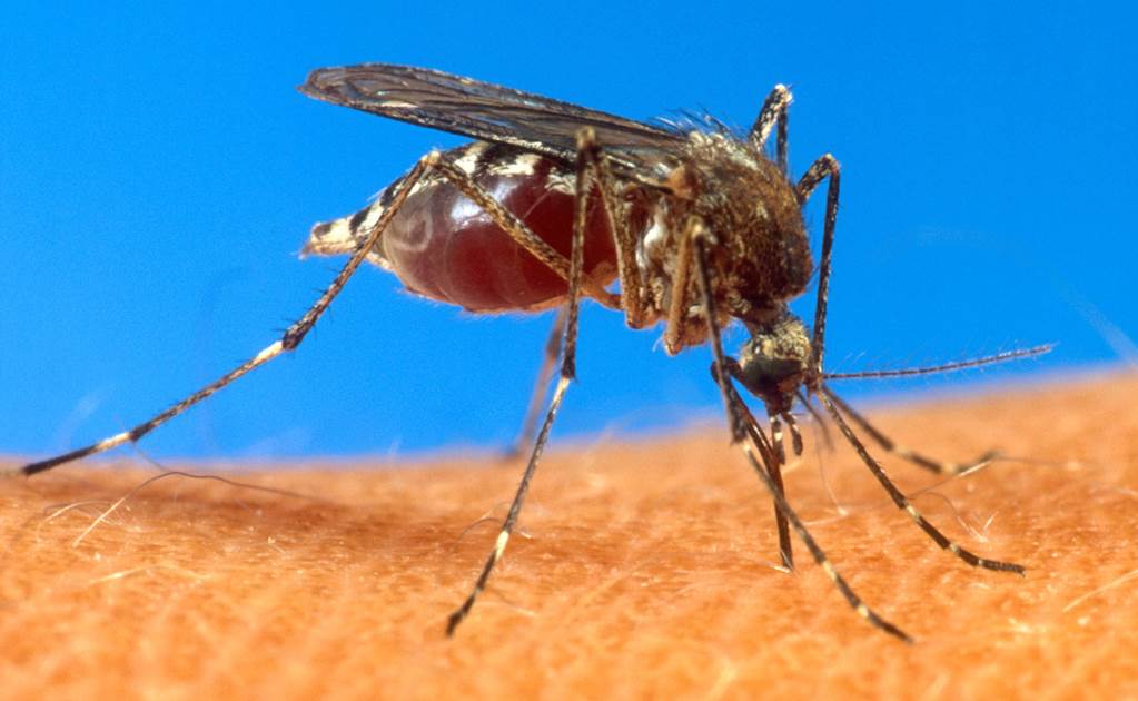 Ante época de lluvias, qué hacer para evitar al mosquito transmisor del dengue