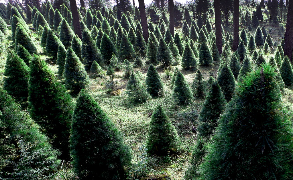 Pick your own Christmas tree in Mexico City