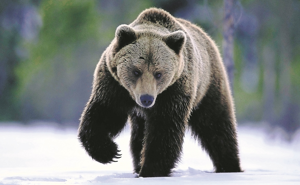 Policía busca a oso suelto en Florida 