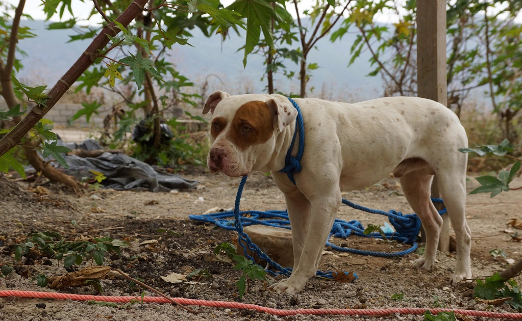 Perro pitbull desata tragedia en Oaxaca y termina en prisión