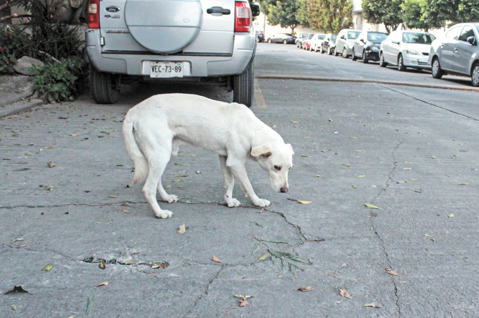 Buscan multar a dueños que abandonen a sus mascotas