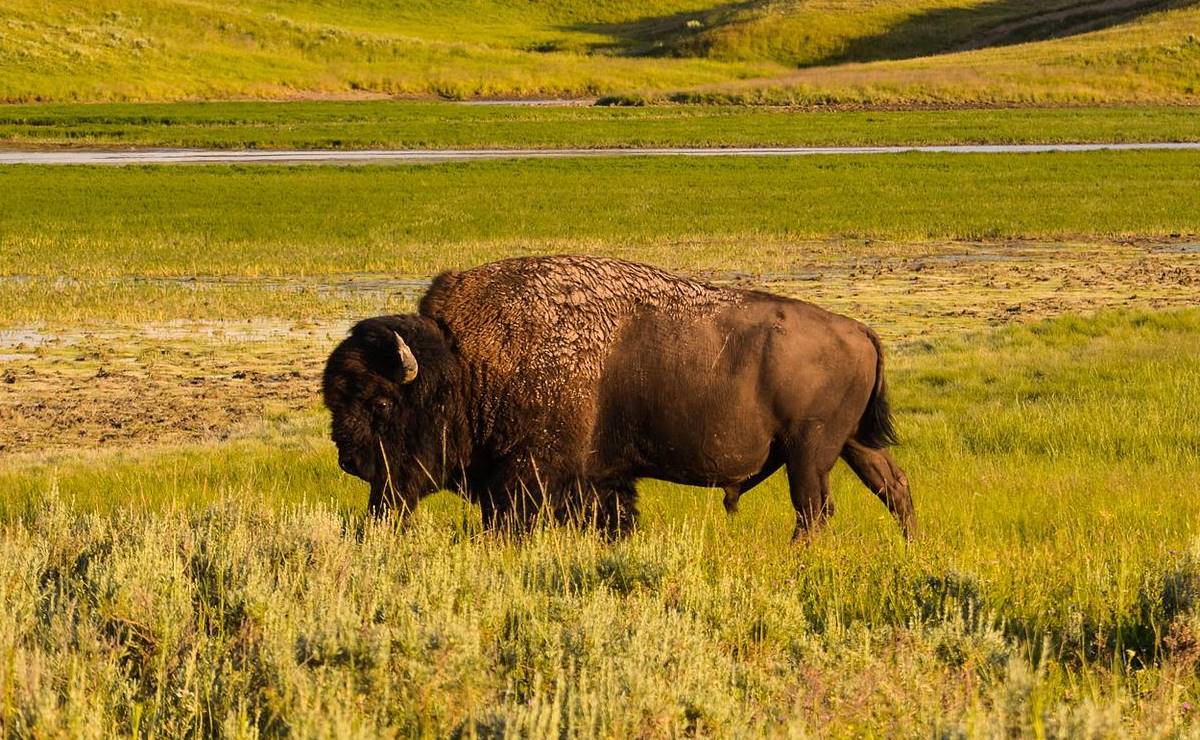 Hospitalizan a turista tras ser atacada por bisonte en Yellowstone 